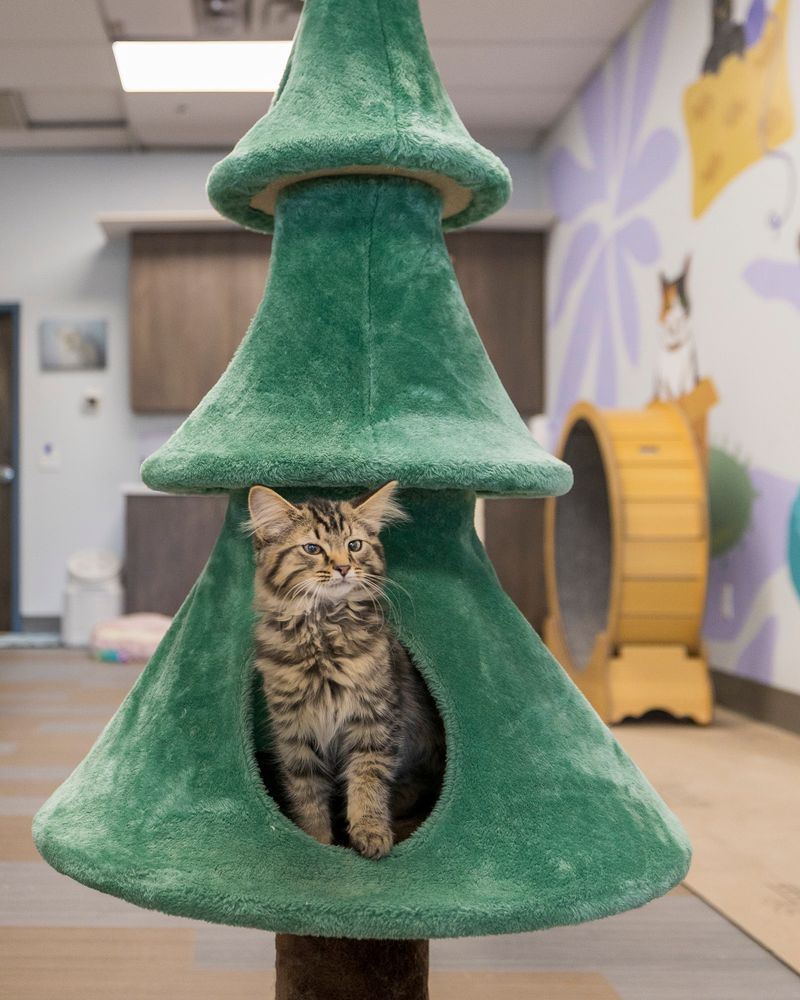 Kitty Brew Cat Café – Mason, OH