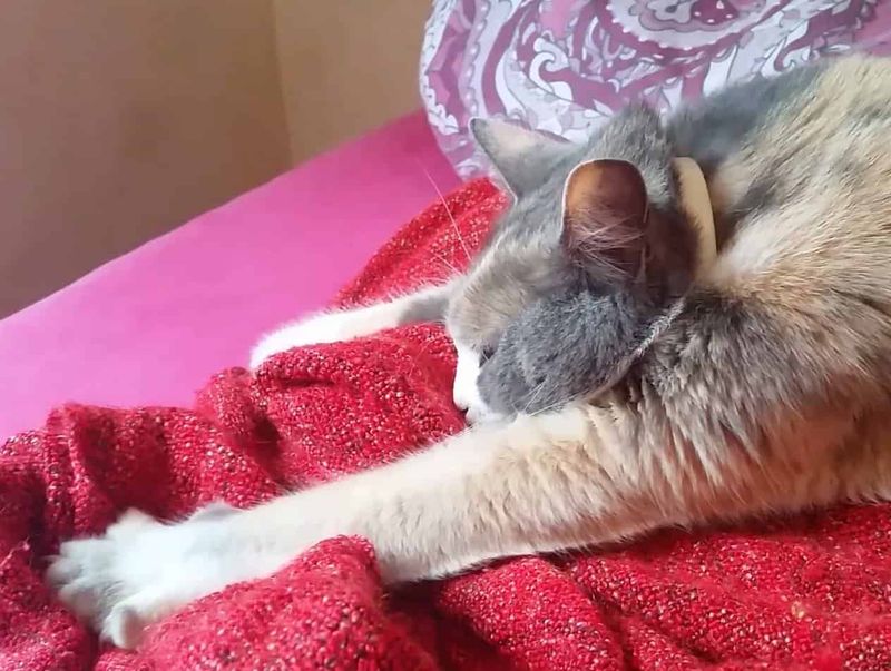 Kneading Behavior Returns