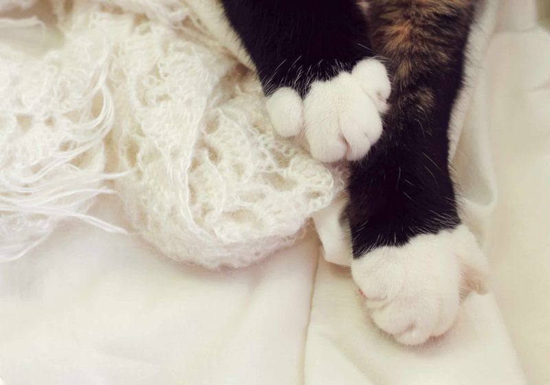 Kneading Paws Display