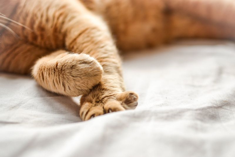 Kneading Paws On Soft Surfaces