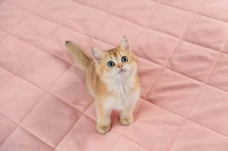 Kneading Soft Surfaces
