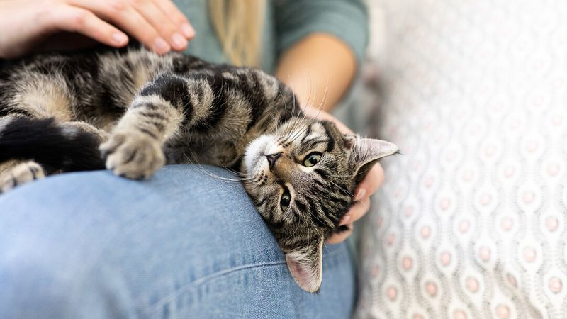 Kneading Your Lap