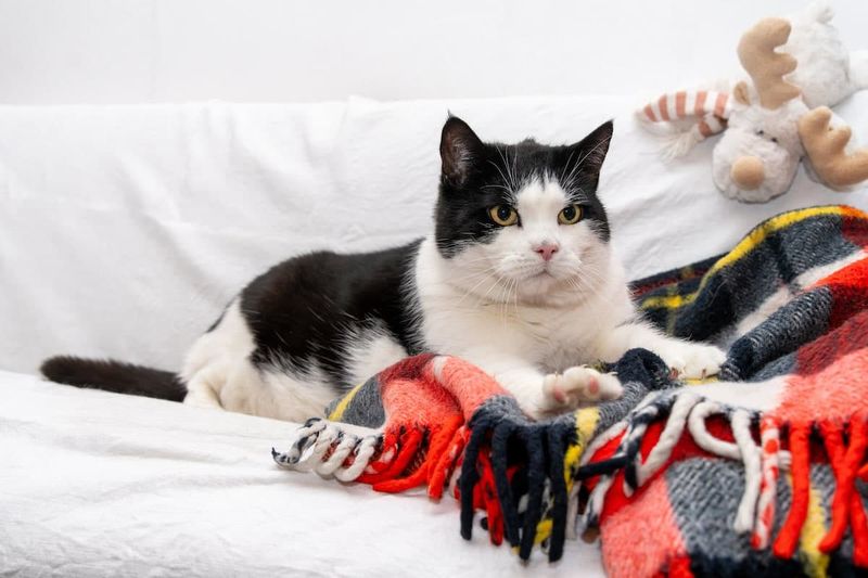 Kneading Your Lap Or Blankets