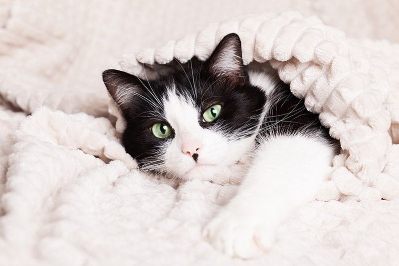Kneading Your Lap or Blankets