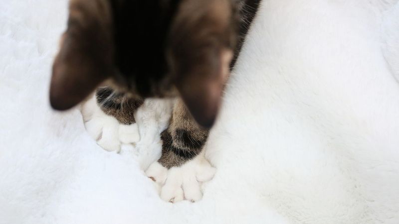 Kneading Your Lap or Clothing