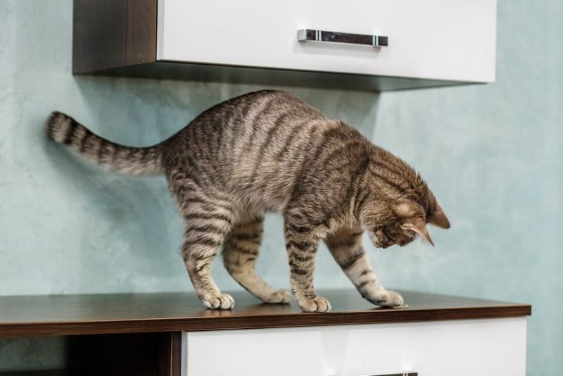 Knocking Items Off Shelves