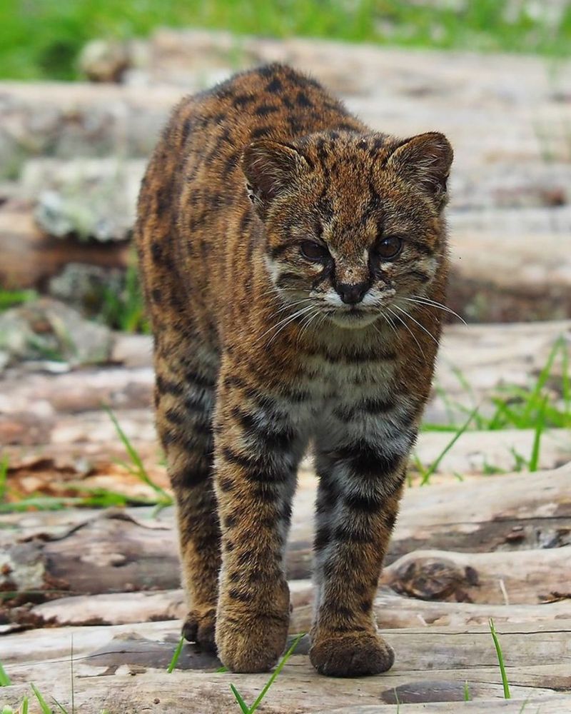 Kodkod (Leopardus guigna)