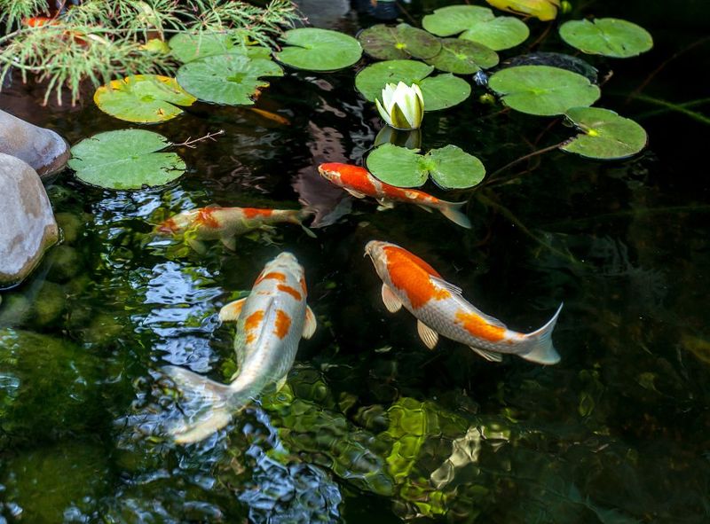 Koi Fish
