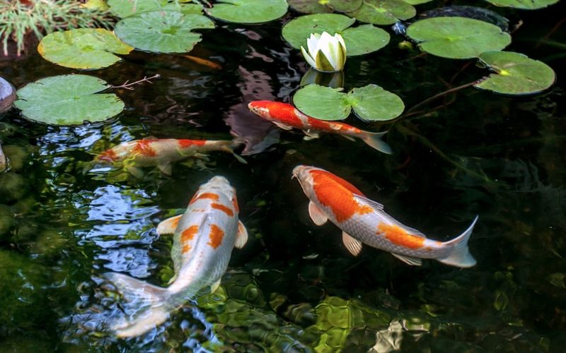 Koi Fish