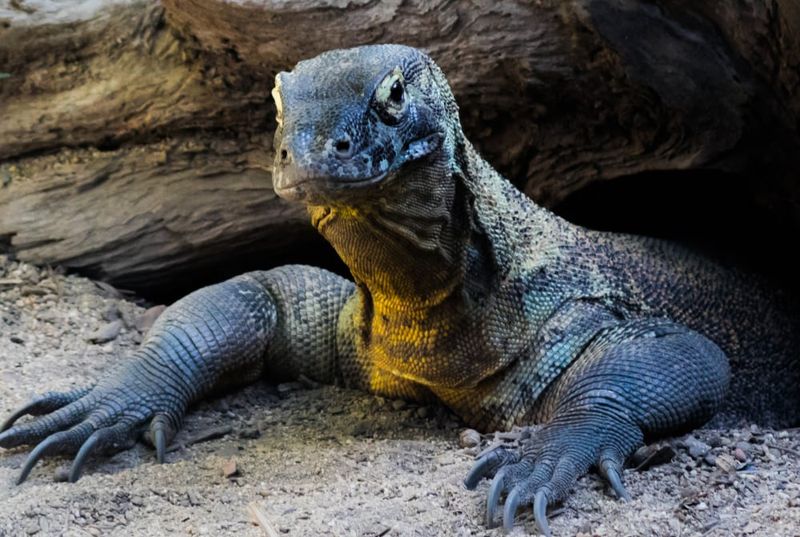 Komodo Dragons
