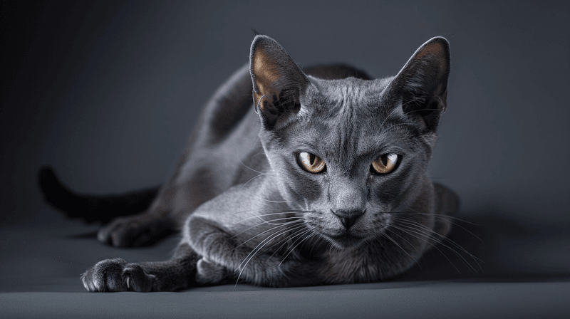 Korat