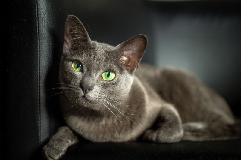 Korat