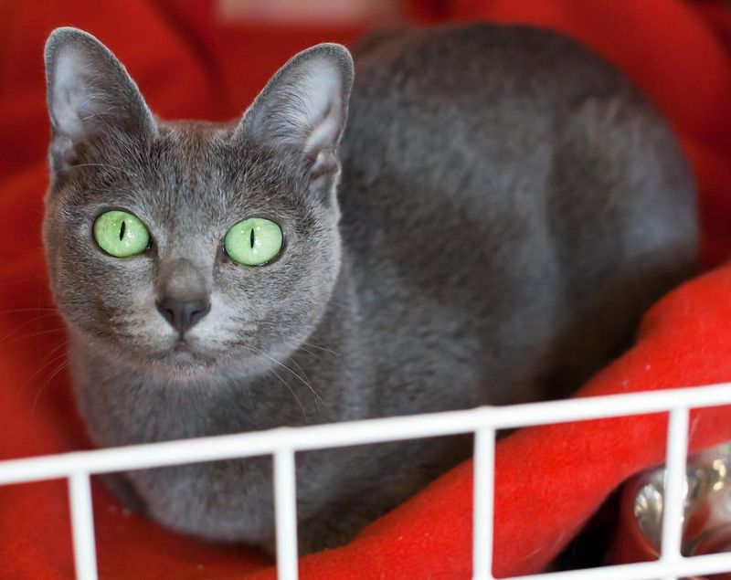 Korat