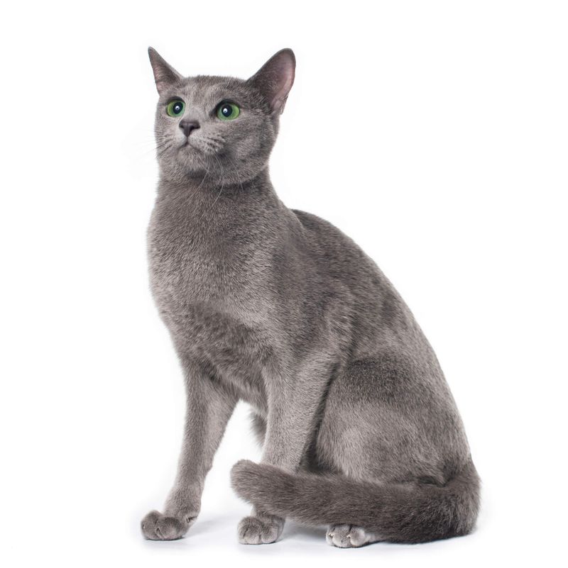 Korat
