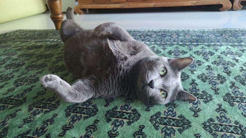 Korat