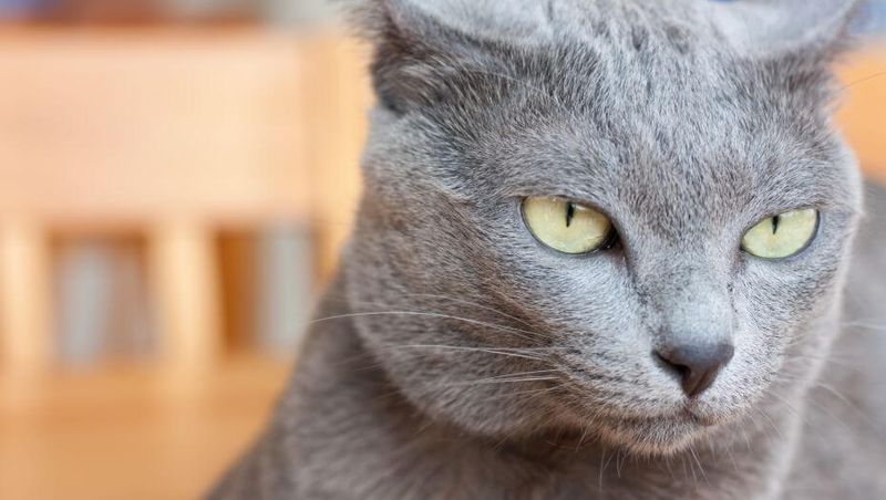 Korat