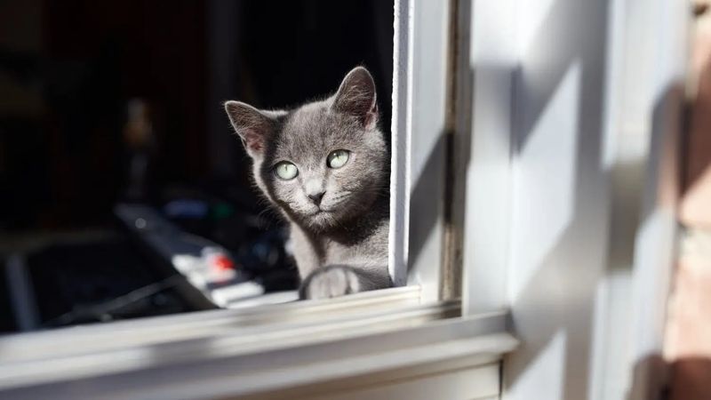 Korat