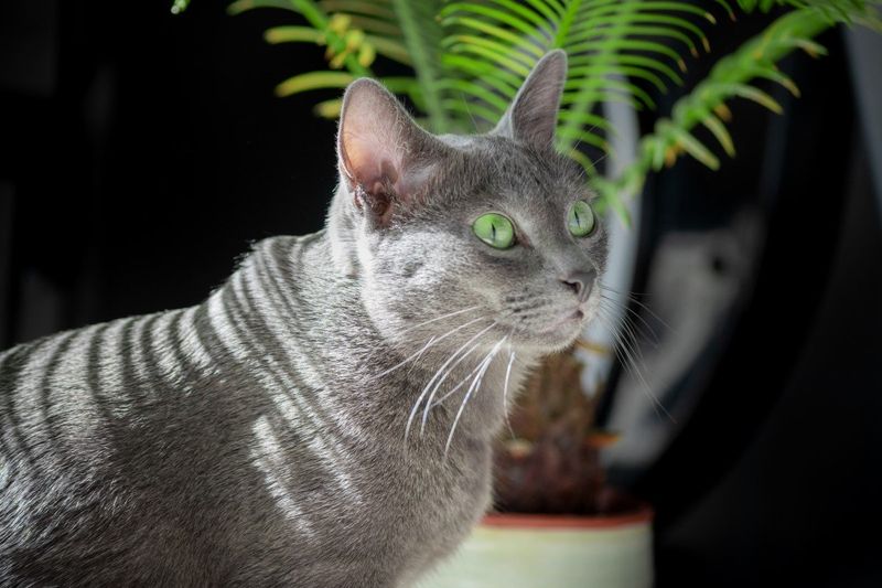 Korat