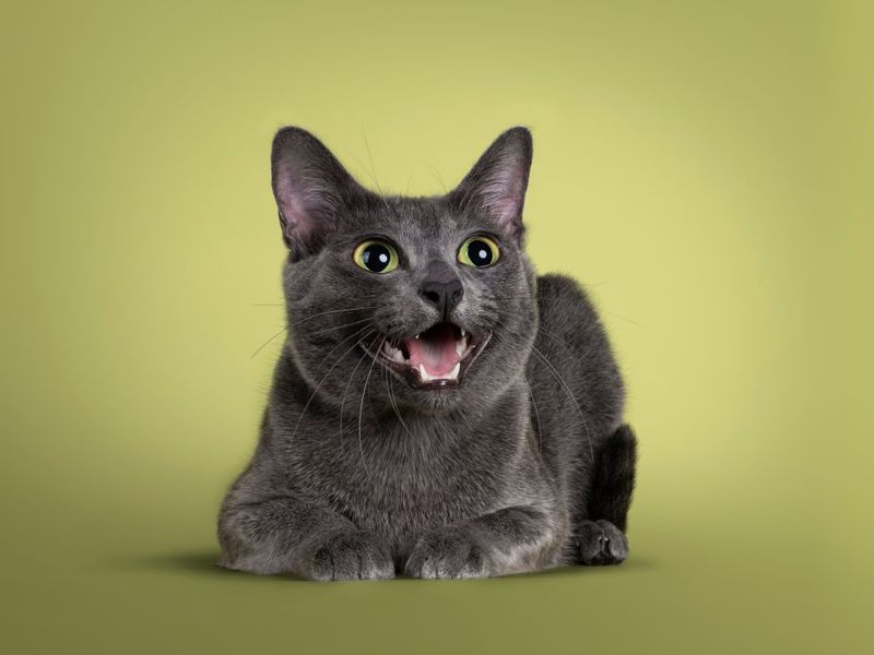 Korat