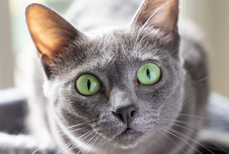 Korat