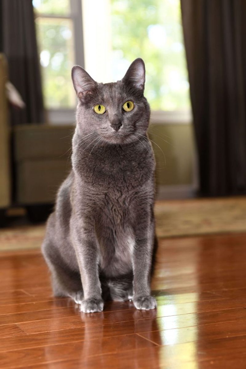 Korat