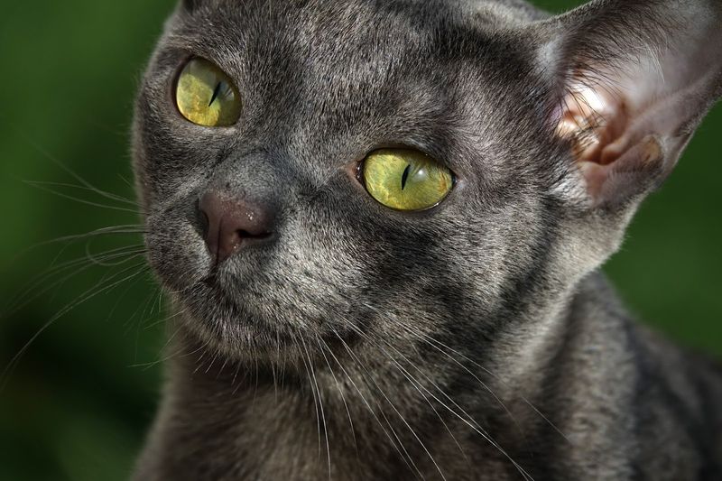 Korat
