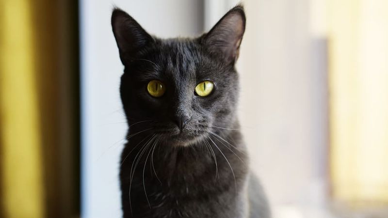 Korat