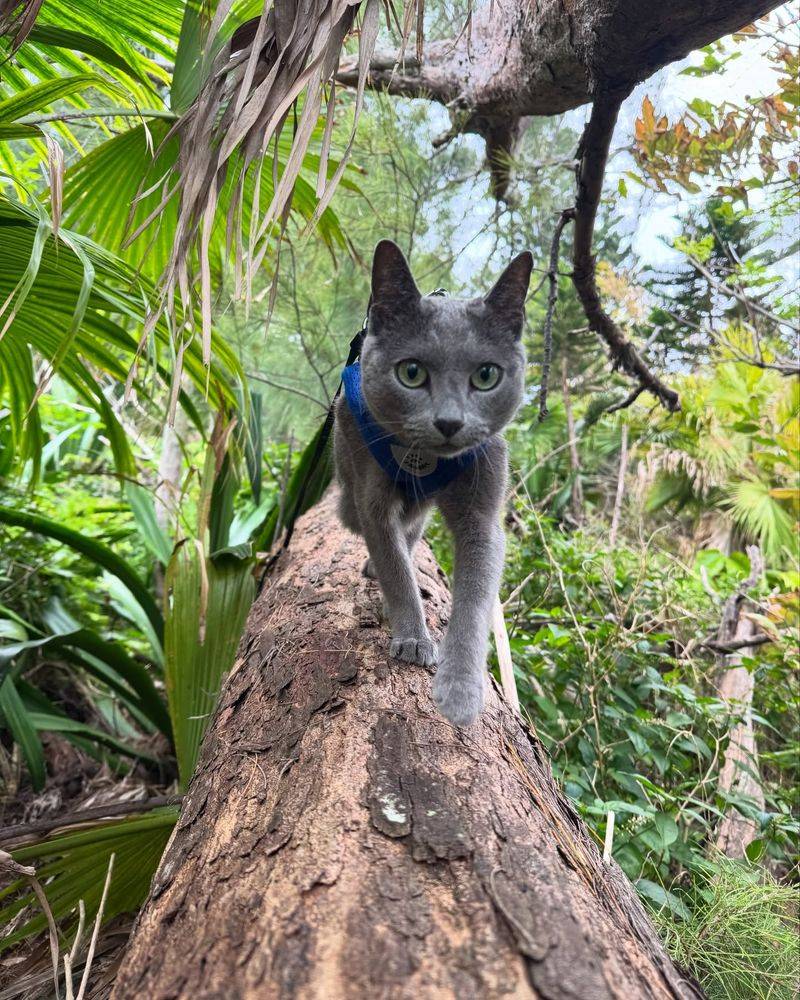 Korat