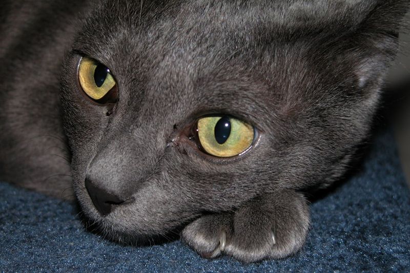 Korat