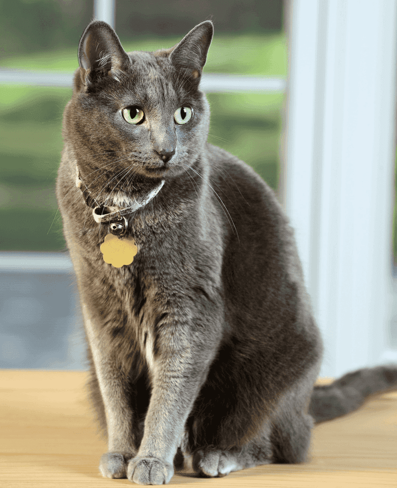 Korat