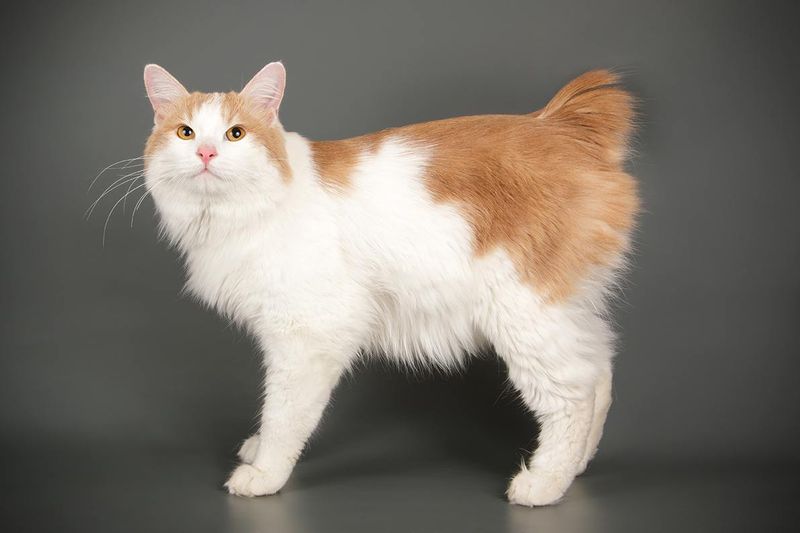 Kurilian Bobtail