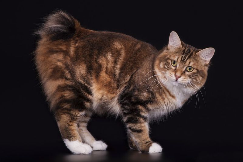 Kurilian Bobtail Longhair