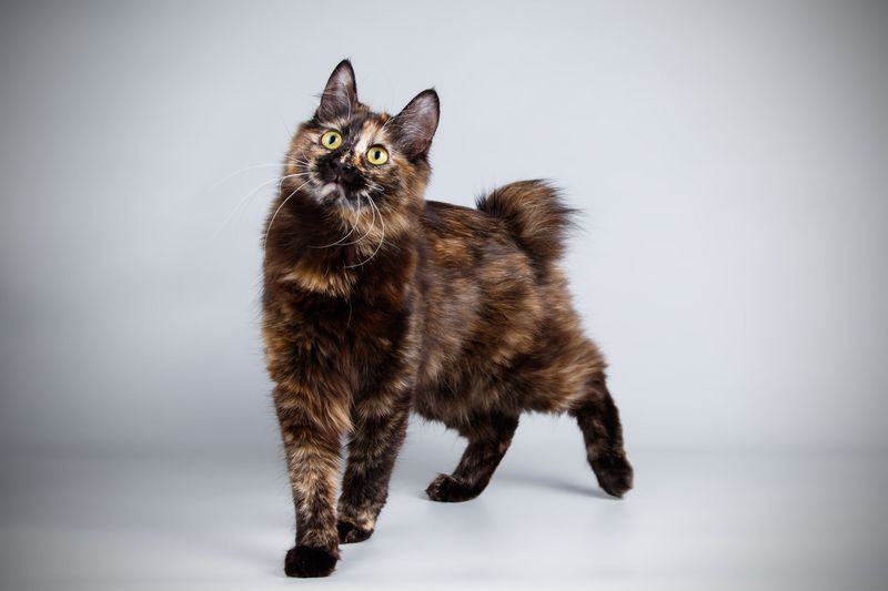 Kurilian Bobtail