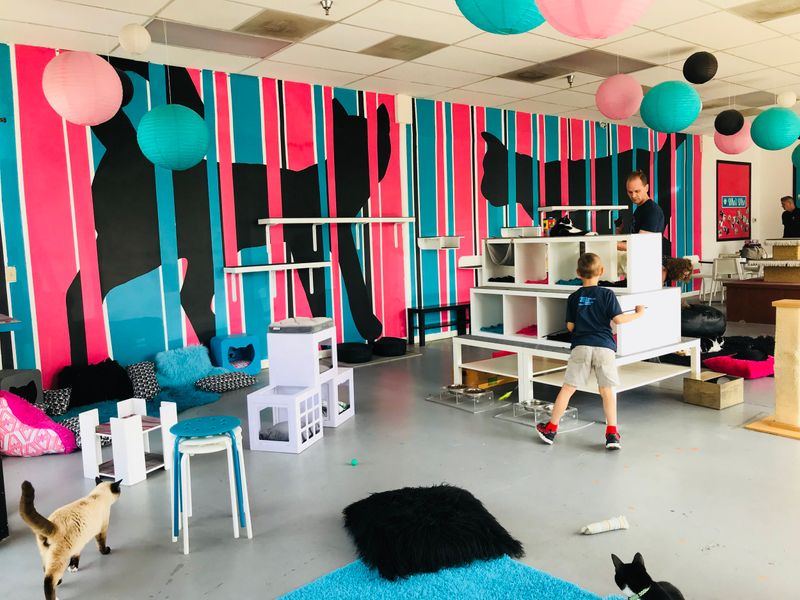 La Gattara Cat Lounge – Phoenix, AZ