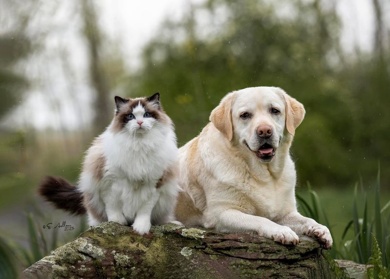 Labrador Retriever