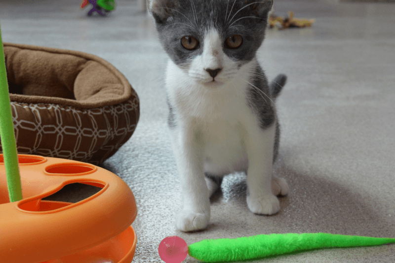 Lack of Interest in Toys