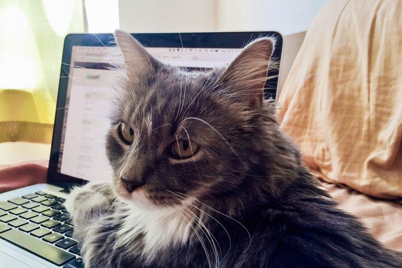 Laptop Commandeering
