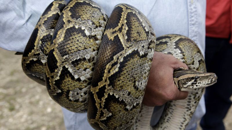 Large Constrictor Snakes