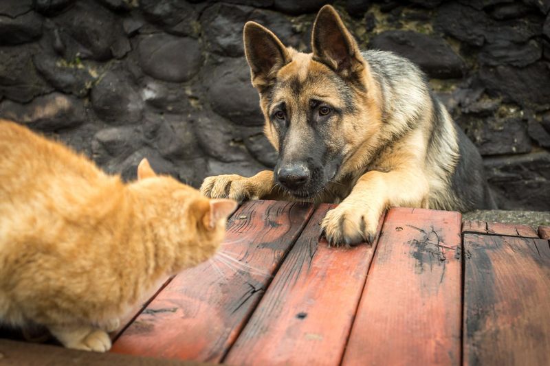 Large Dogs