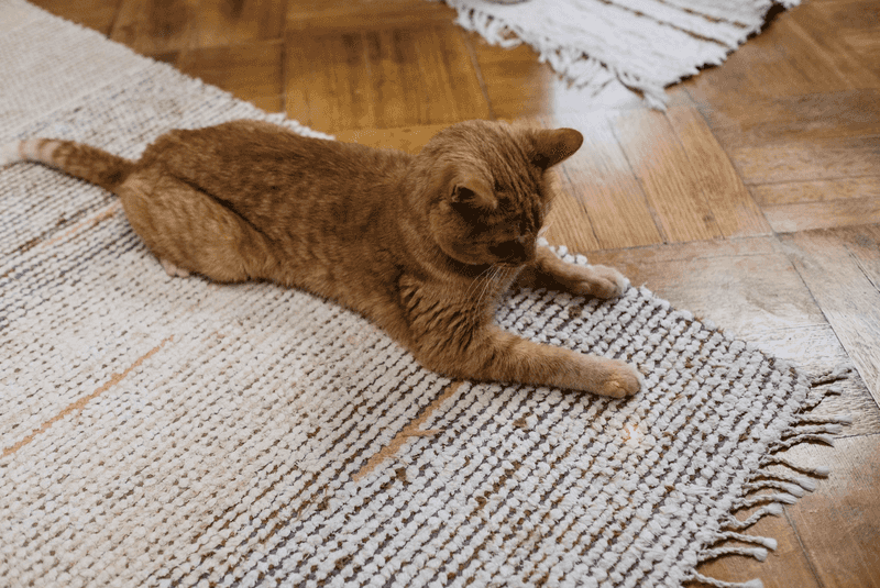 Laser Pointer Chase Adventures