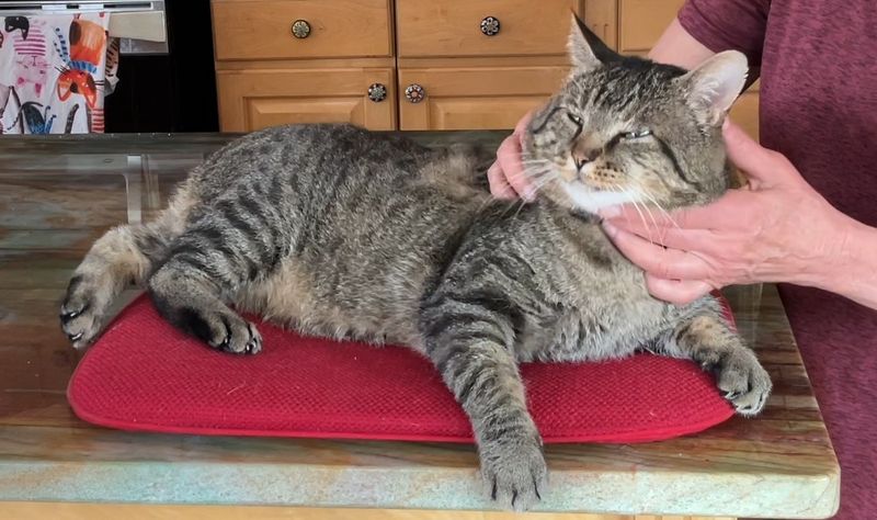 Lazy Grooming Sessions