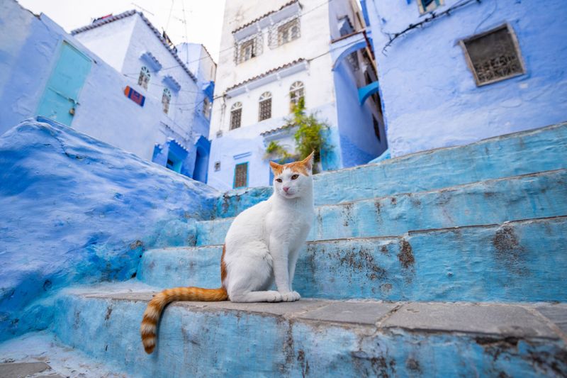 Learn Cat Body Language in Moroccan Medinas