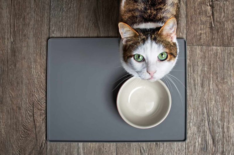 Leave Food Bowls Empty