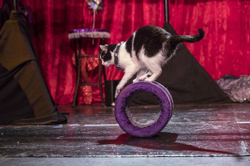 Leo Cats (July 23-August 22): The Majestic Performers
