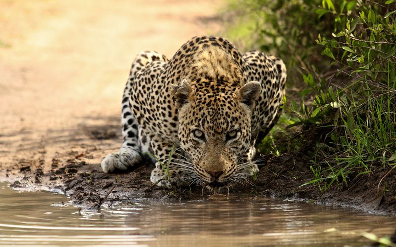 Leopard
