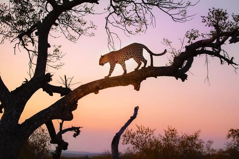Leopard