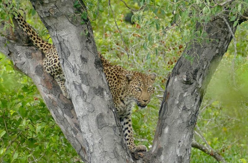 Leopard