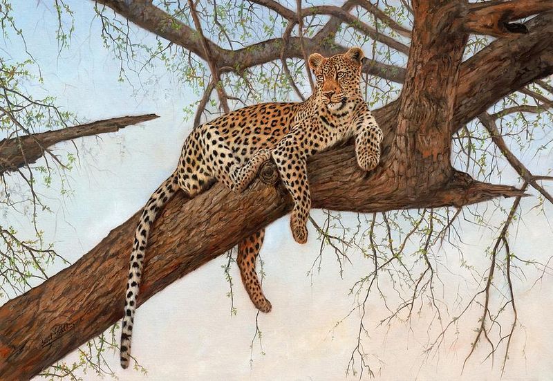 Leopard