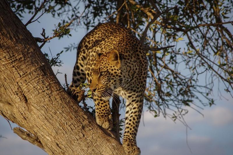 Leopard