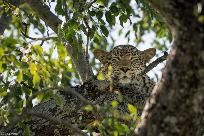 Leopard
